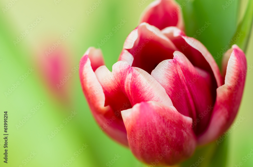 pink tulips - obrazy, fototapety, plakaty 