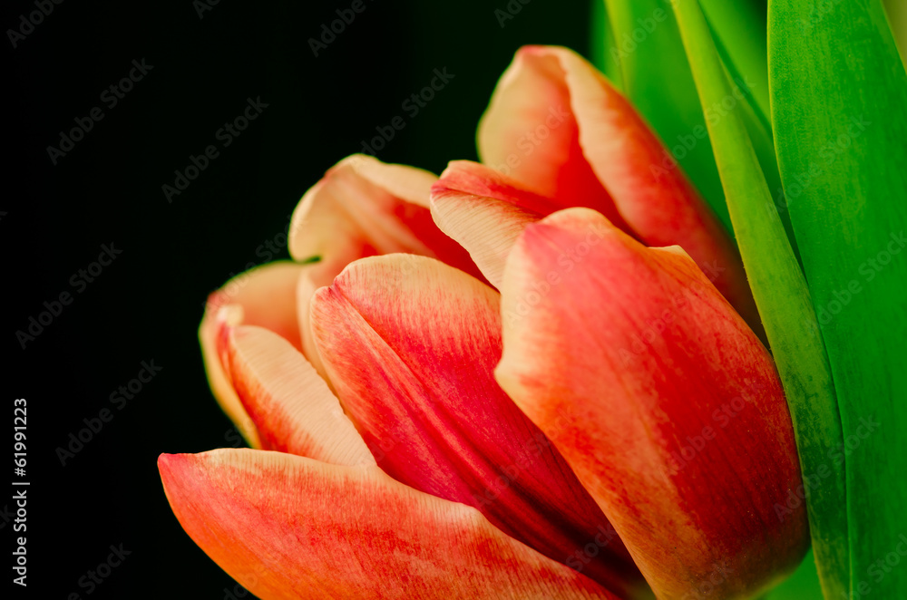 Pomarańczowy tulipan - obrazy, fototapety, plakaty 