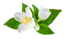 Jasmine Flower With Leaves Isolated
