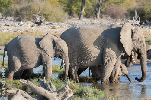 Plakat na papierze fotorealistycznym Słonie w etosha