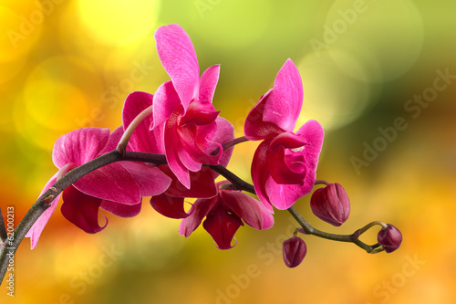 Dekoracja na wymiar  fioletowy-kwiat-orchidei-na-rozmytym-tle