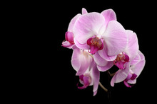 Beautiful Purple Orchid Flowers Isolated On Black