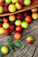 Wall Mural - Fresh wild plum