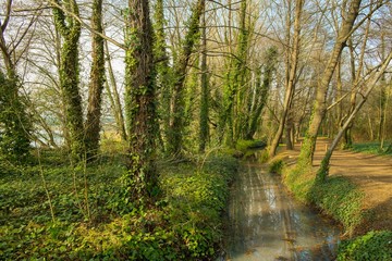 Wall Mural - Ditch with water in a park