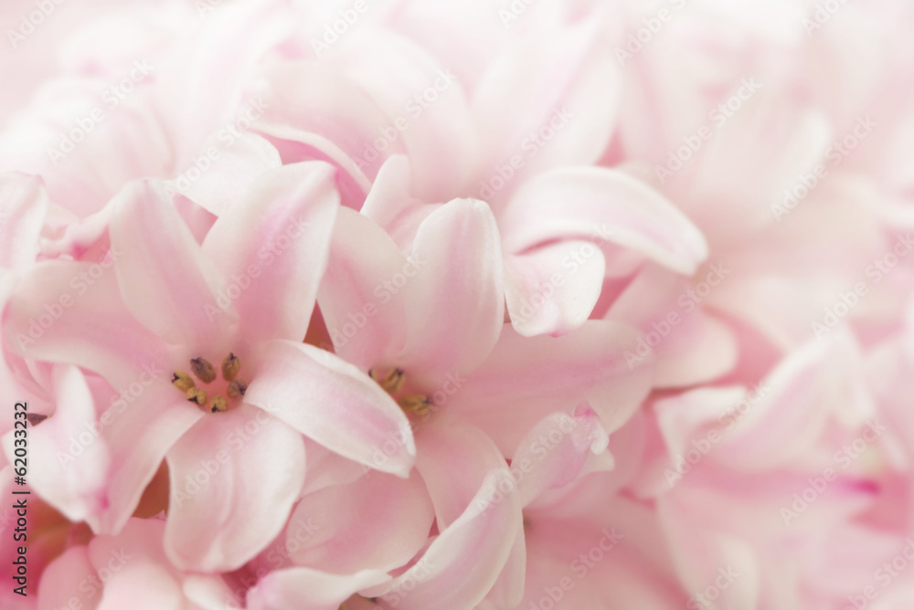 Pink Hyacinth - obrazy, fototapety, plakaty 