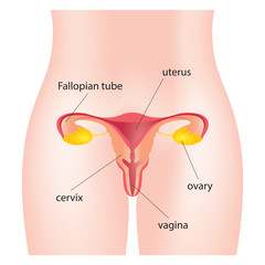 Uterus