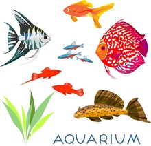 Set Of Different Aquarium Fish