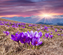Field Of Blooming Crocuses In The Spring In The Mountains.