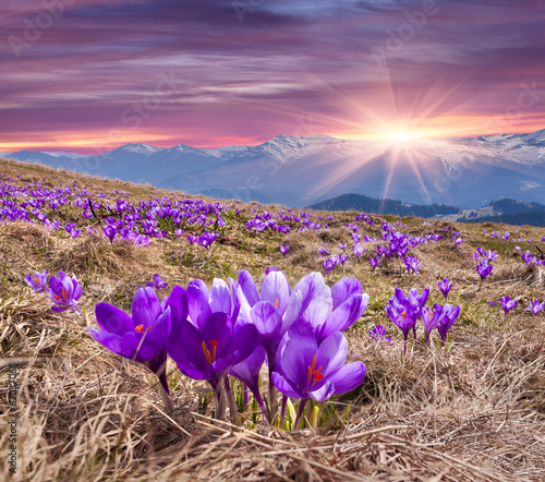 Naklejka na drzwi Field of blooming crocuses in the spring in the mountains.