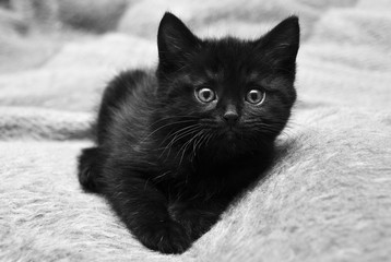 Black kitten at home