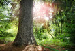 Baum Tanne im Gegenlicht Wald verwunschen Märchenwald