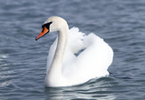 White swan in the water.