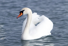 White Swan In The Water.