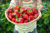 Erdbeerernte - Kind hält Korb mit Erdbeeren