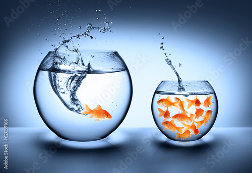 Fotoboard na płycie Goldfish jumping - pojęcie poprawy