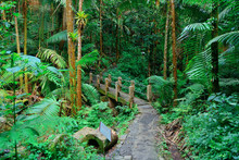 Tropical Rain Forest In San Juan