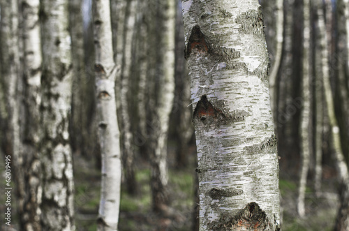 Naklejka - mata magnetyczna na lodówkę birch trees