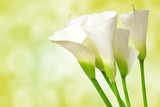 calla lily flower