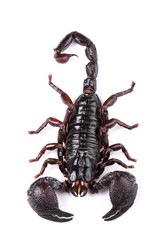 Wall Mural - Emperor Scorpion (Pandinus imperator) isolated on white