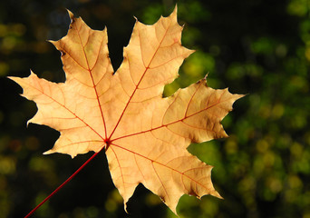 Wall Mural - Maple leaf