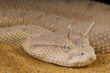 Arabian horned viper / Cerastes gasperettii