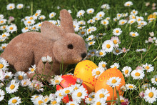 Easter Bunny And Easter Eggs Between Daisies