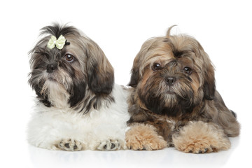 Wall Mural - Shihtzu puppies lying on white background