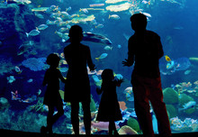 Silhouettes Of Family In Oceanarium Looking At Aquarium