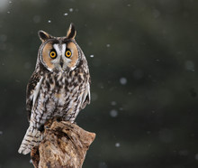 Startled Long-eared Owl