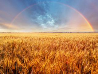 Poster - Wheat field