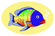 multicolor fish