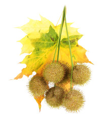 Wall Mural - balls of maple seeds and autumn leaves isolated on white