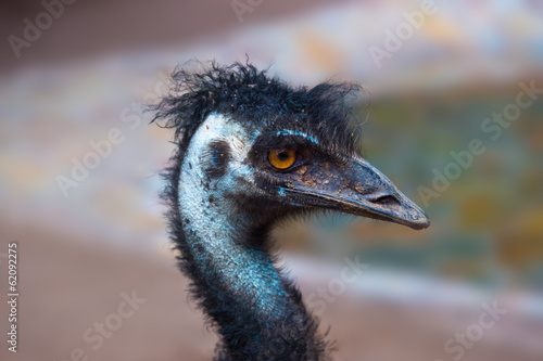 Fotografía Emu australian bird