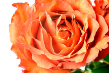 Orange Rose Petals