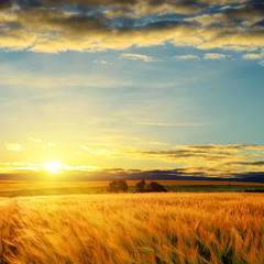 Wall Mural - clouds on sunset over field with barley