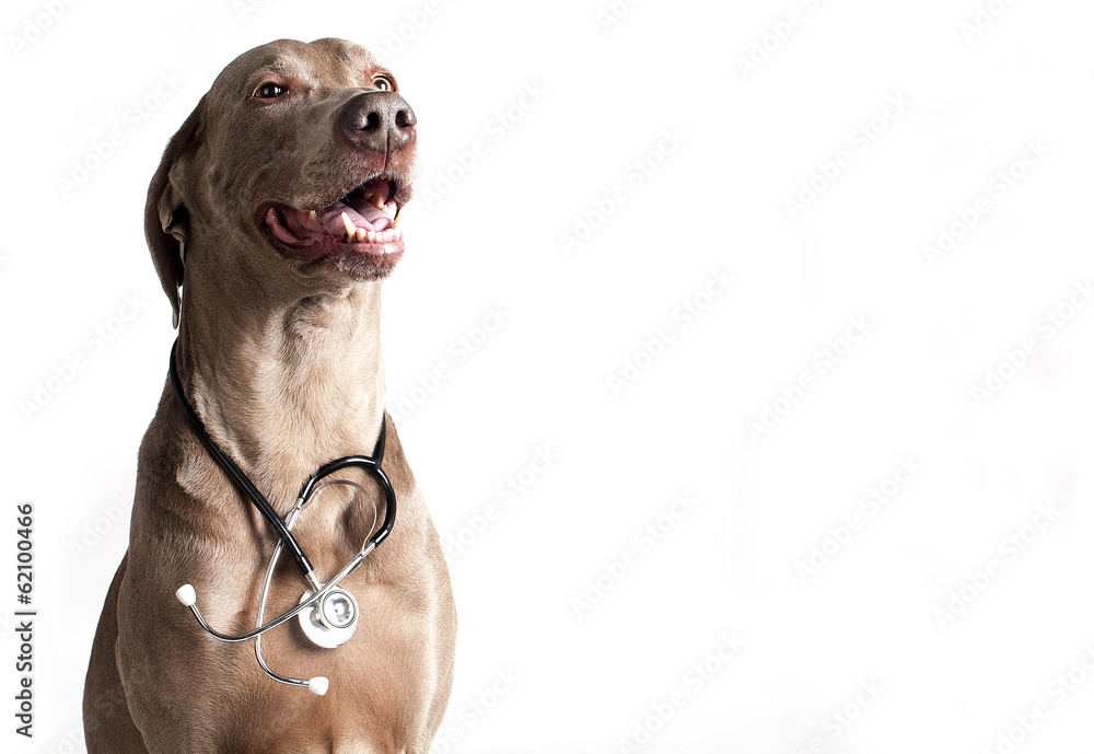 Obraz na płótnie Pies ze stetoskopem w salonie