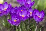 Crocus flowers