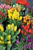 Fototapeta Tulipany - Wiosenne tulipany