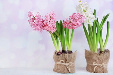 Sticker - Hyacinth flowers in pots on table on bright background