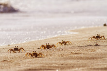 Crabs On Sand Beach