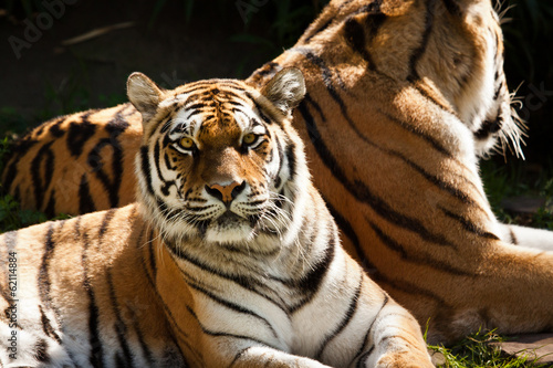 Board z aluminiowym obramowaniem Tygrys sybiryczny (panthera tigris altaica)