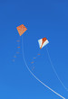 Kites in the Clear Blue Sky