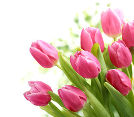 Wall Mural - Tulips on white background