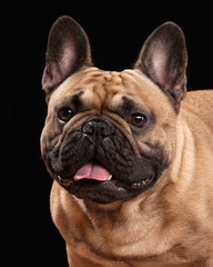 Wall Mural - French bulldog puppy on black background