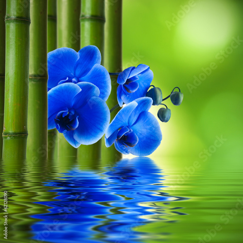 Plakat na papierze fotorealistycznym Kwiat orchidei z bambusa i odbicie w wodzie