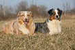 © Zuzana Tillerova - Gorgeous Australian Shepherd Dogs in nature