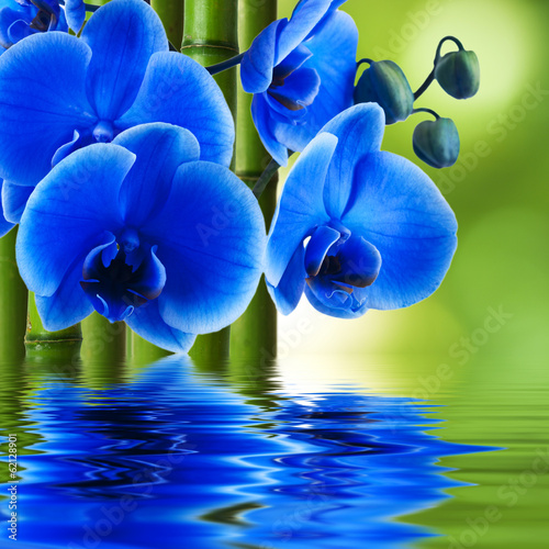 Plakat na papierze fotorealistycznym Kwiat orchidei z bambusa i odbicie w wodzie