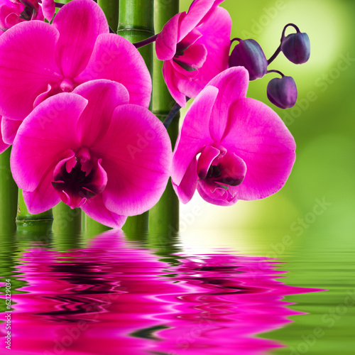 Plakat na papierze fotorealistycznym Kwiat orchidei z bambusa i odbicie w wodzie