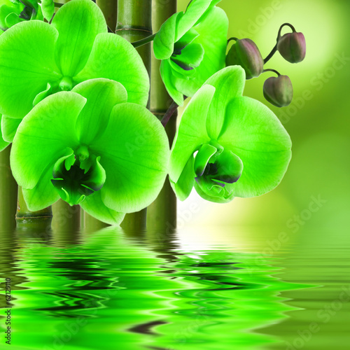 Plakat na papierze fotorealistycznym Kwiat orchidei z bambusa i odbicie w wodzie