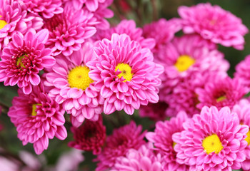 Wall Mural - chrysanthemums flowers